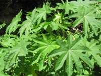 Qiqayon, Castor (oil) tree (ricinus)